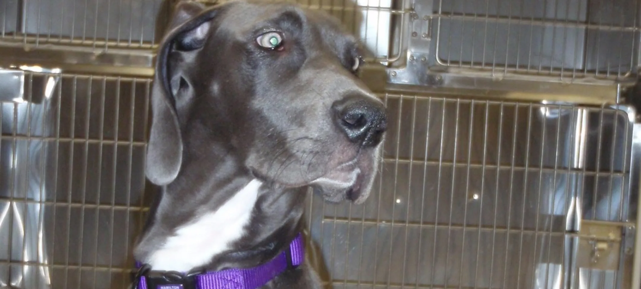 Great Dane on a leash Great Dane on a leash