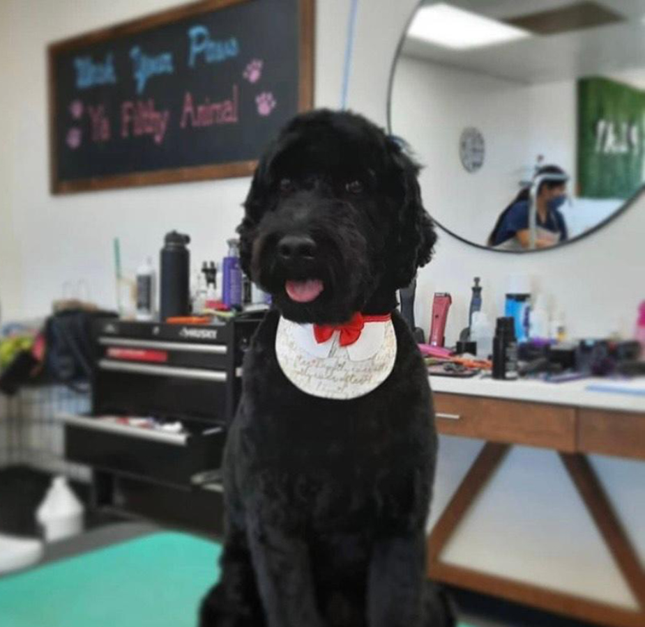 Dog sitting with bowtie bandana on table