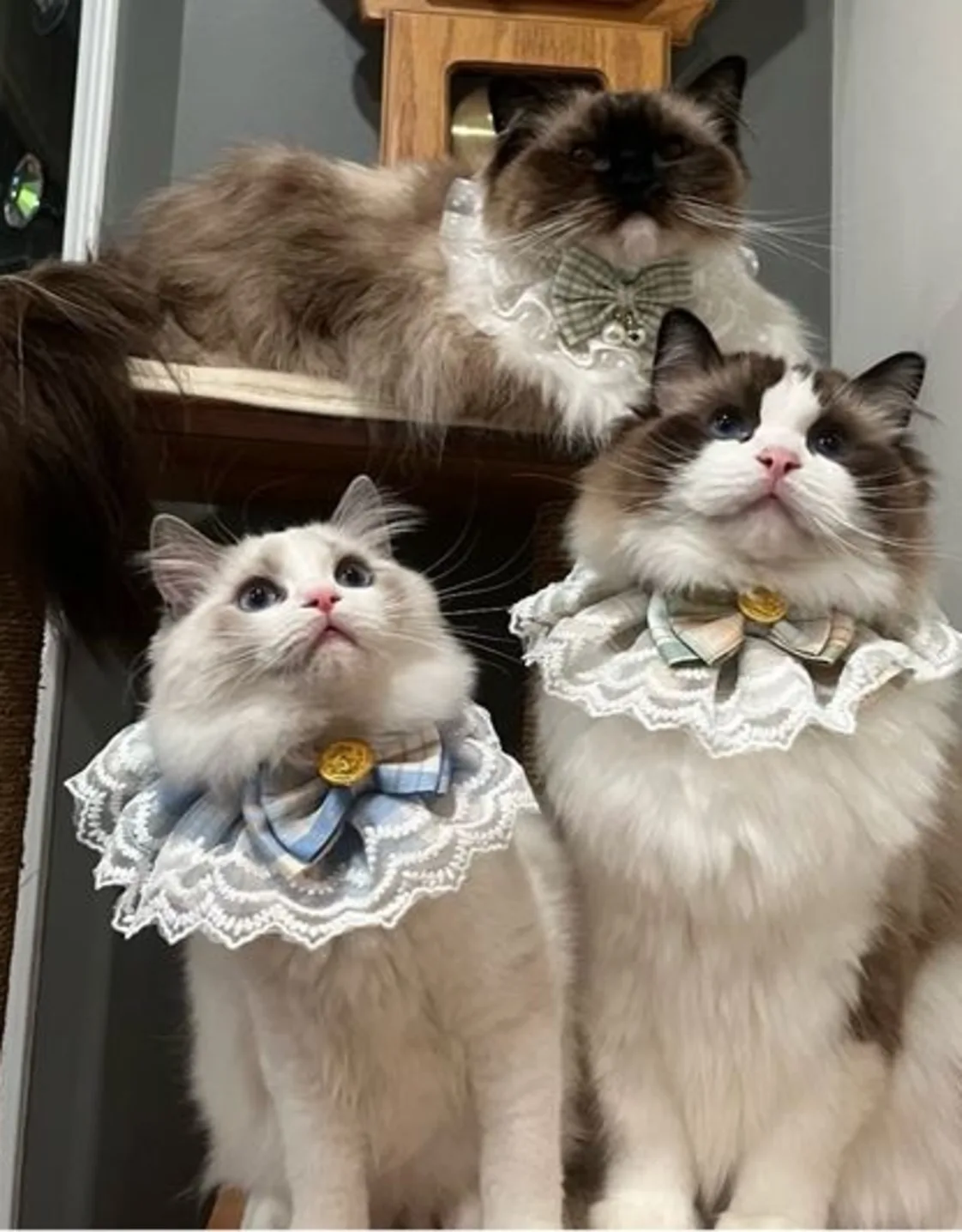 Cat placeholder image Cat placeholder image