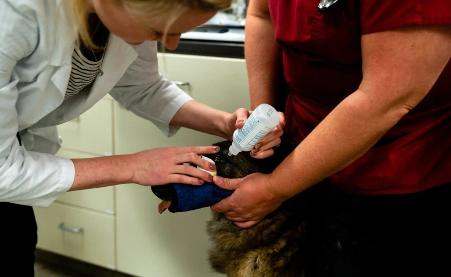 Veterinarian putting drops in dog's eye Veterinarian putting drops in dog's eye