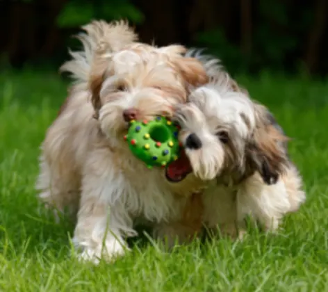Two Dogs Playing with a Green Toy Outside Two Dogs Playing with a Green Toy Outside