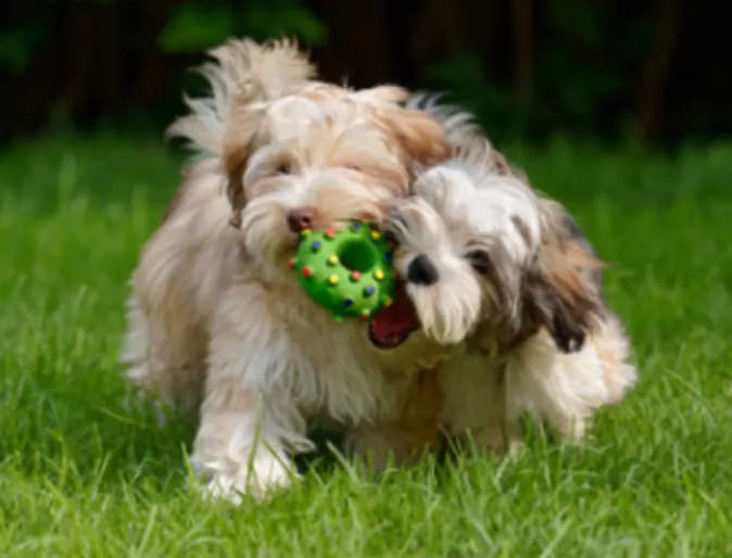 Two Dogs Playing with a Green Toy Outside Two Dogs Playing with a Green Toy Outside