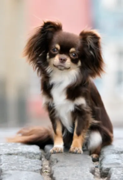 Dog standing on stone walkway