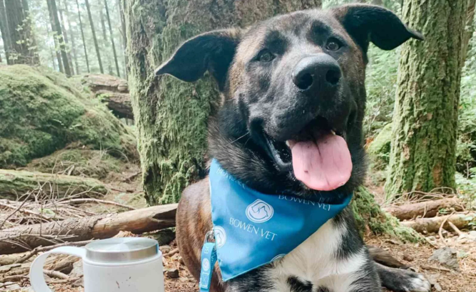 Dog in the Forest Wearing a Blue Bandana