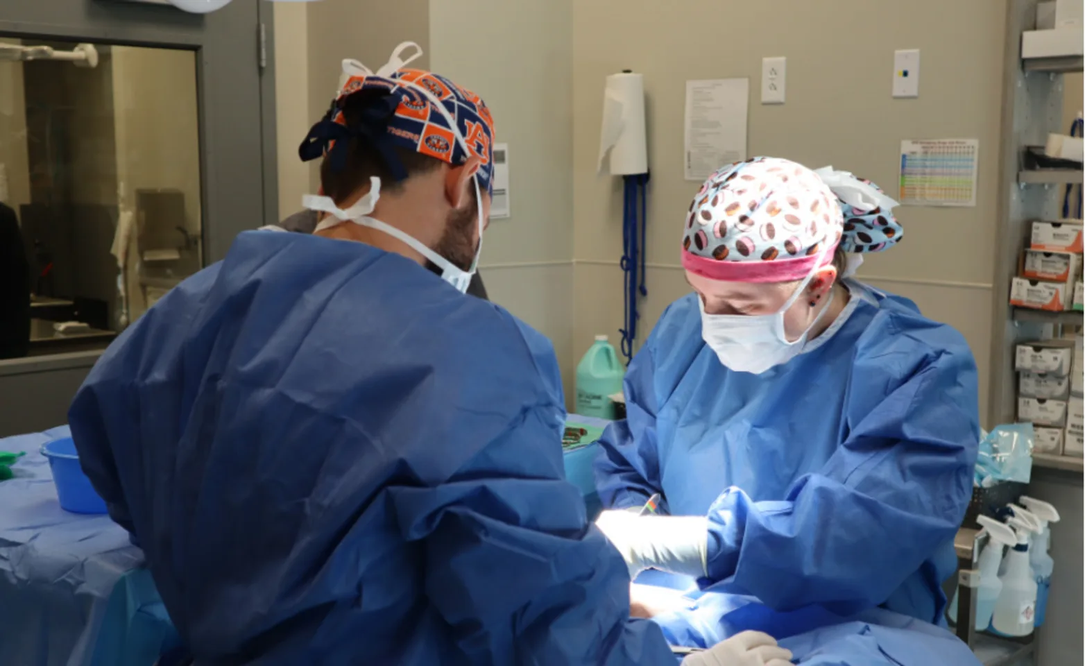 Two Vets performing surgical procedure Two Vets performing surgical procedure