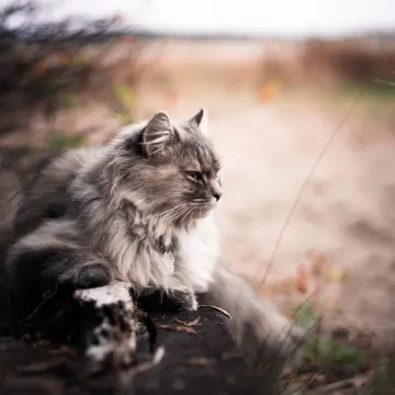 Fluffy grey cat is laying on a rock in a grassy hey field.