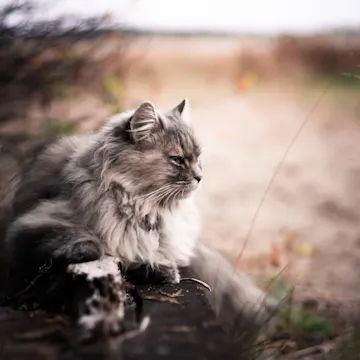 Fluffy grey cat is laying on a rock in a grassy hey field.