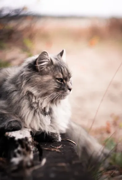 Fluffy grey cat is laying on a rock in a grassy hey field.