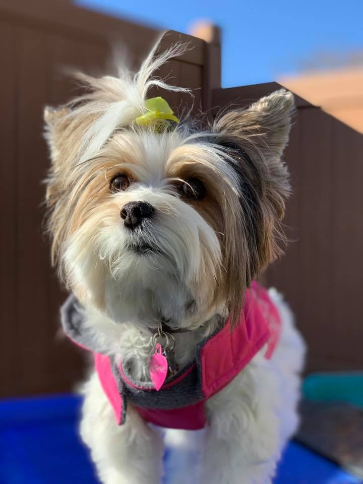 small dog starting into the distance