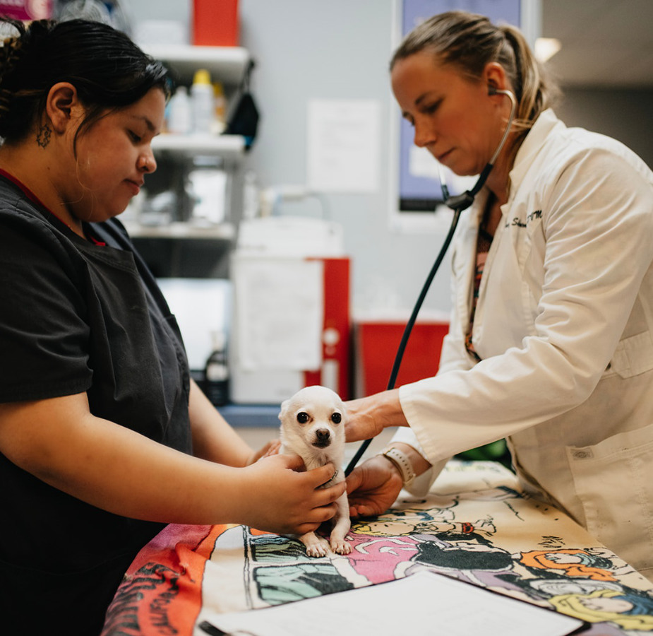 A small white dog being cared for by a doctor and staff member