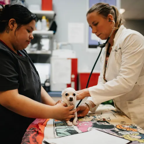 A small white dog being cared for by a doctor and staff member