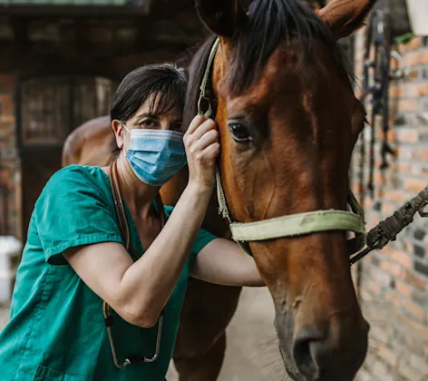 Doctor Examine Mask Stable