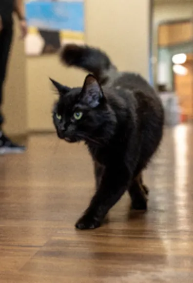 Cat walking down hallway at Arroyo Vista Veterinary Hospital