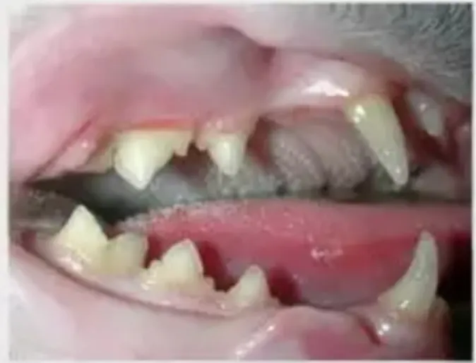 Pet's teeth after surgery Pet's teeth after surgery