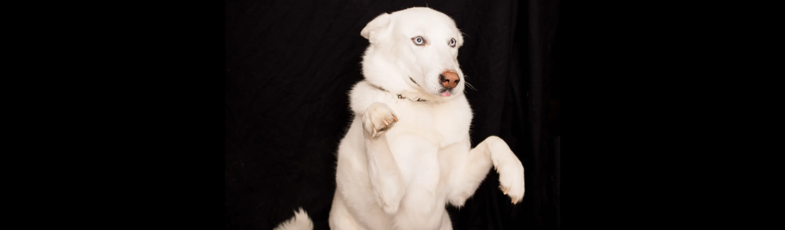 A photo of a derpy white husky standing on her hind legs A photo of a derpy white husky standing on her hind legs