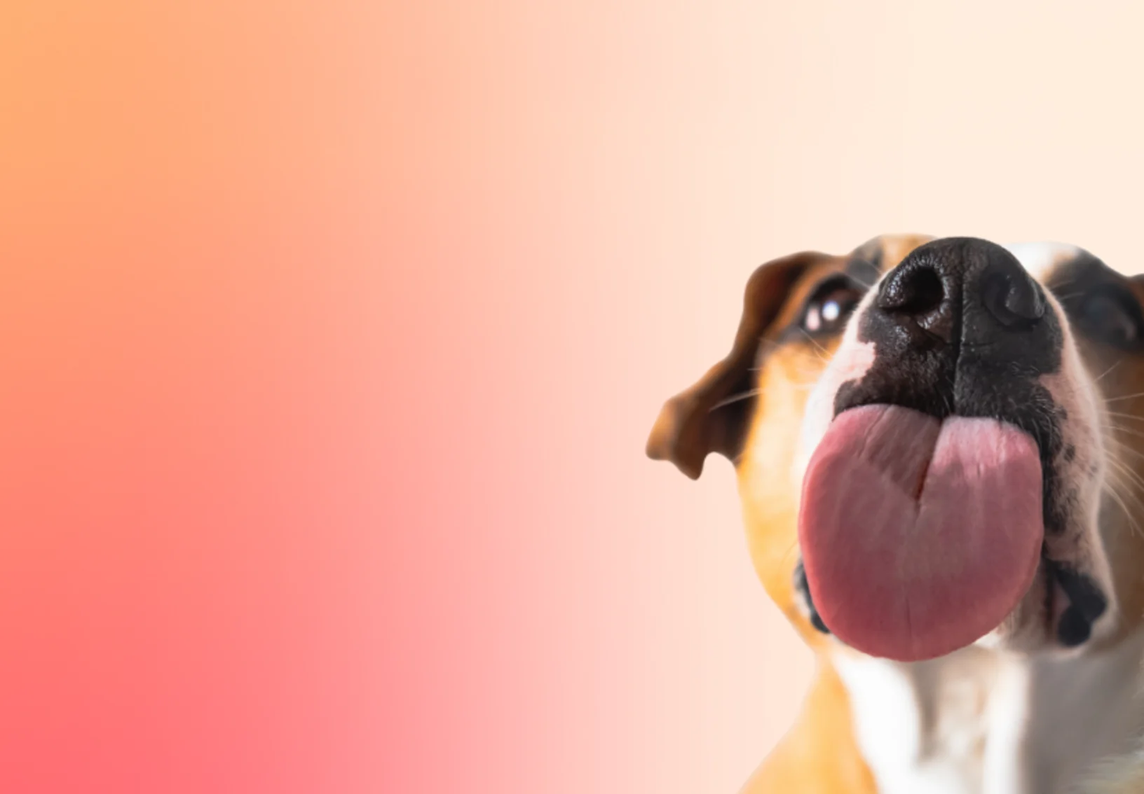 Fresh Kisses Promo (Dog) Fresh Kisses Promo (Dog)