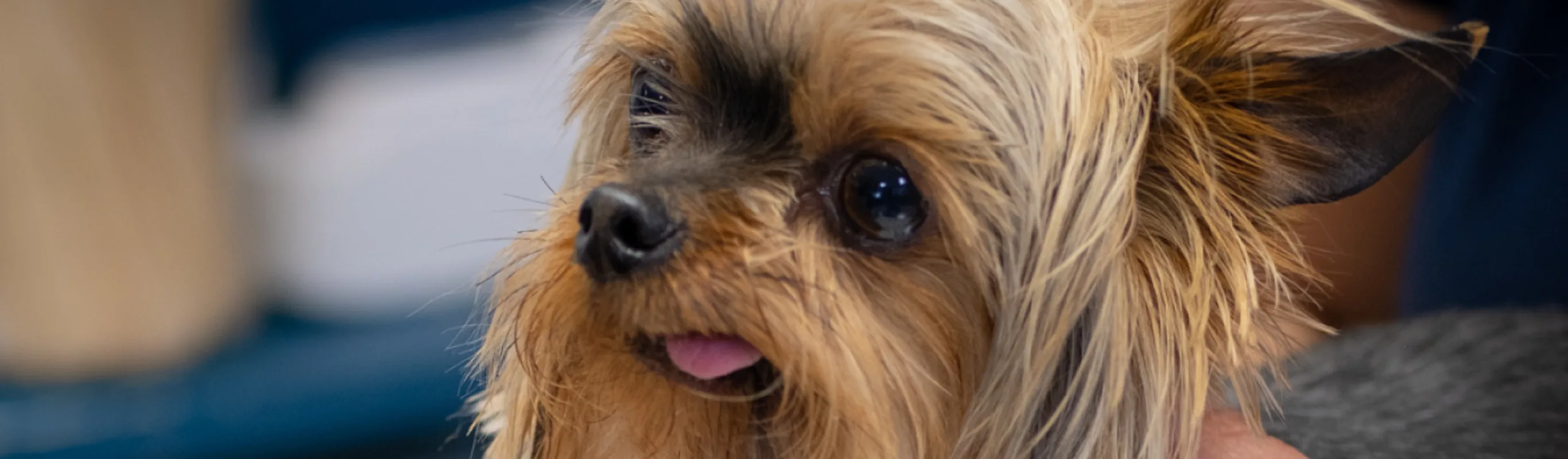 Little Dog with Tongue out at Atlantic Animal Hospital Little Dog with Tongue out at Atlantic Animal Hospital