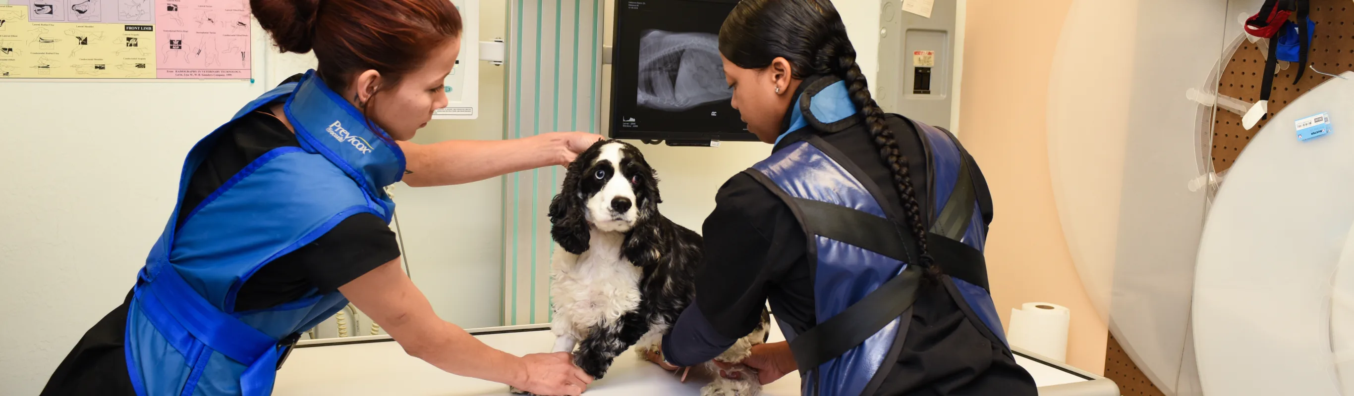 Dog receiving an x ray from two x ray technicians at Best Friends Animal Hospital.