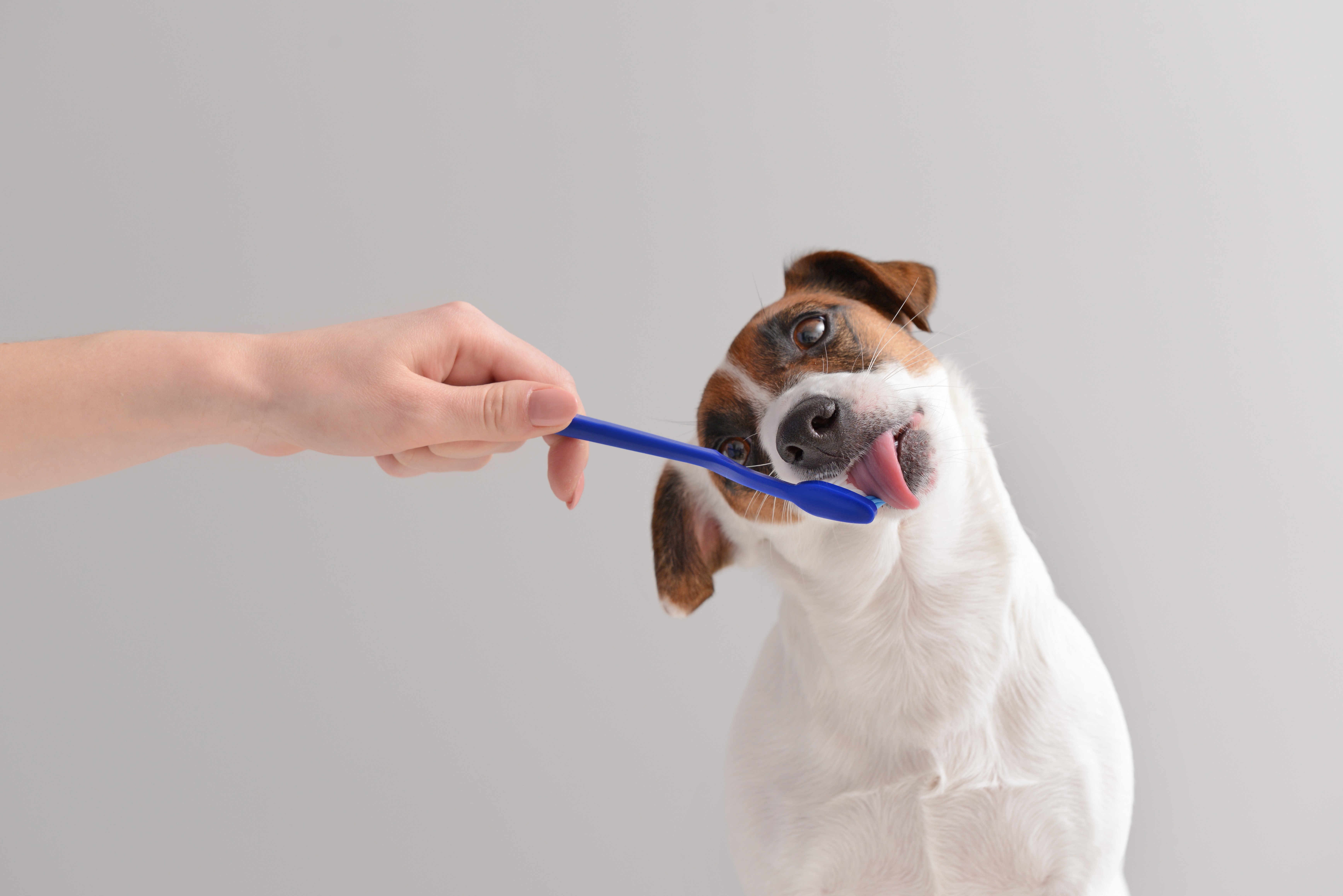 Margot clearance dog toothbrush