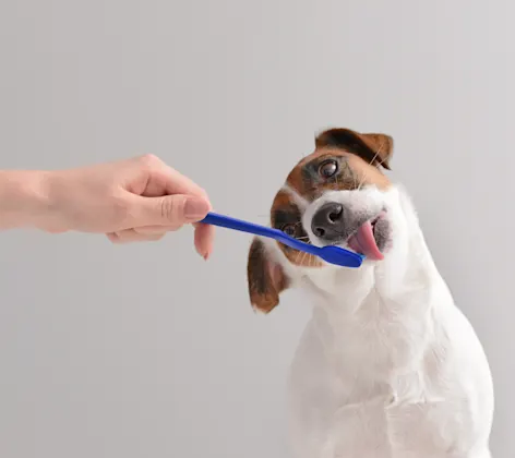 dog licking a toothbrush dog licking a toothbrush