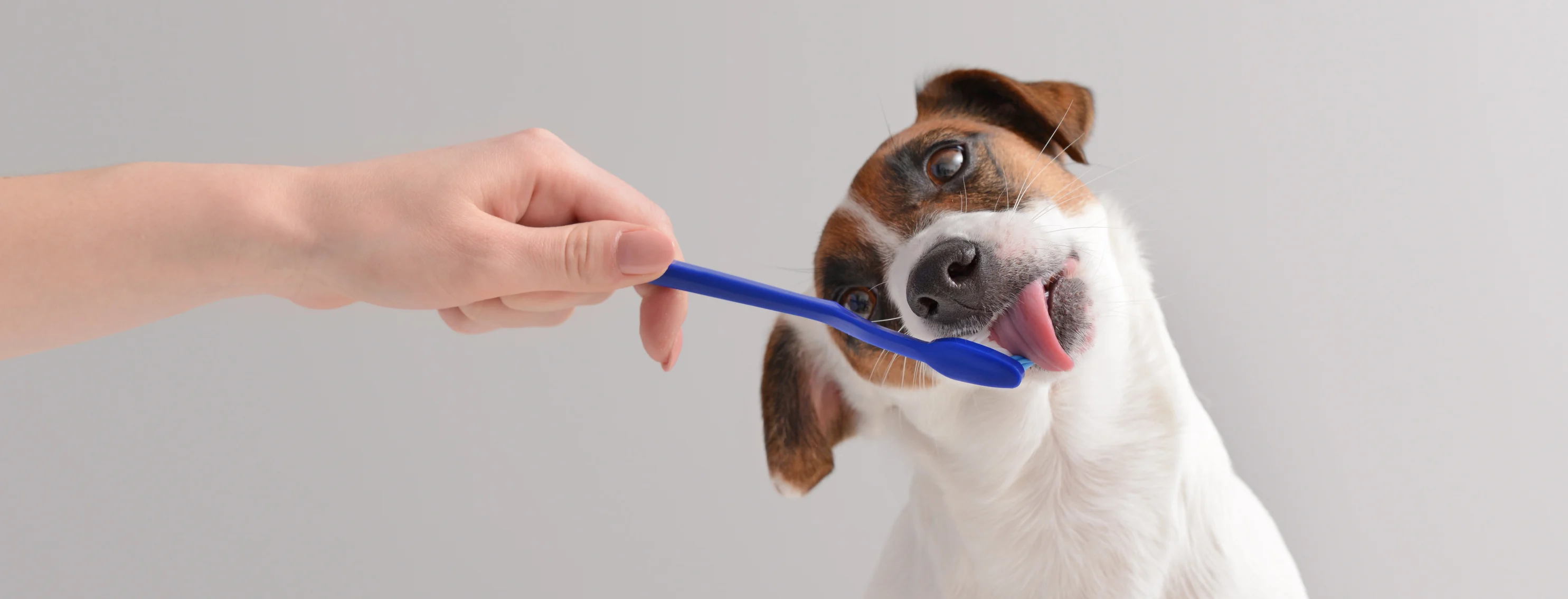 dog licking a toothbrush