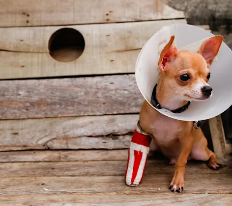 A dog with a cast and cone A dog with a cast and cone