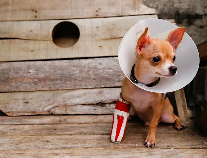 A dog with a cast and cone A dog with a cast and cone