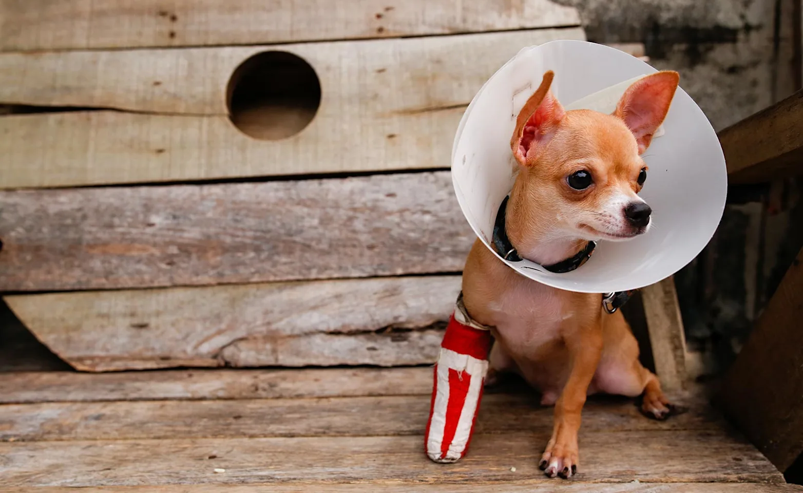 A dog with a cast and cone A dog with a cast and cone