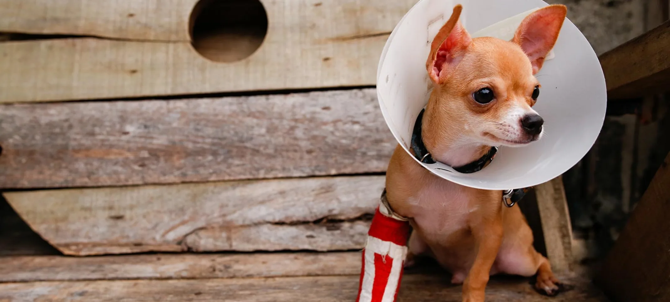 A dog with a cast and cone A dog with a cast and cone