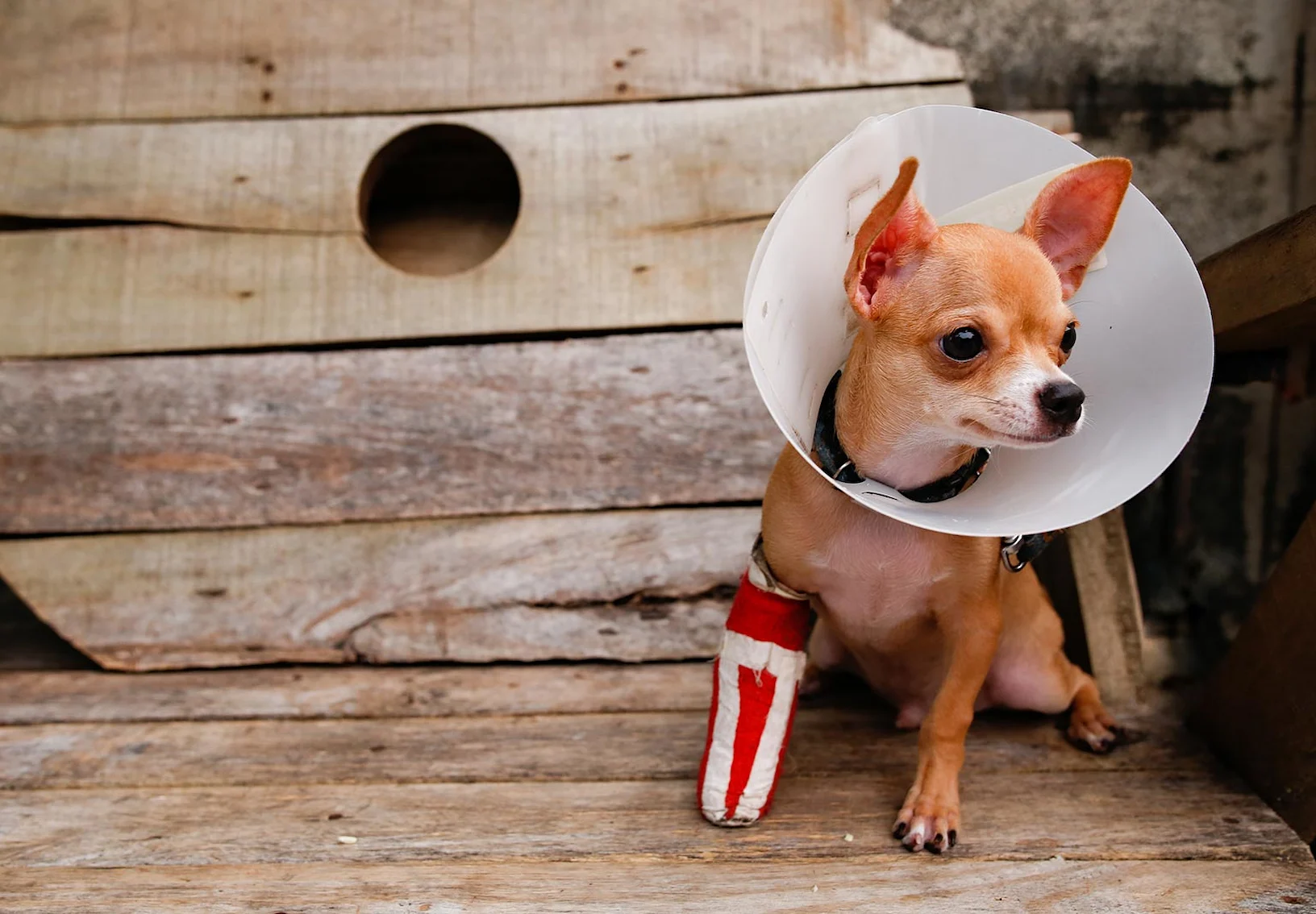 A dog with a cast and cone A dog with a cast and cone