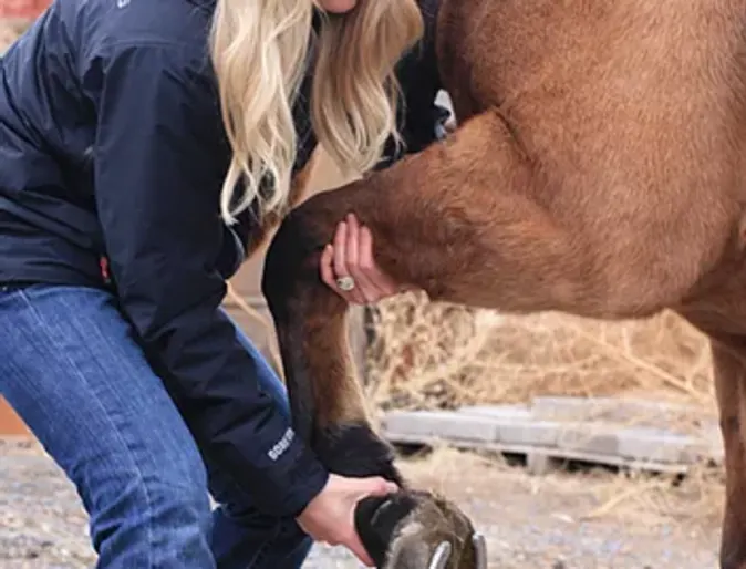 Woman helping a horse's foot