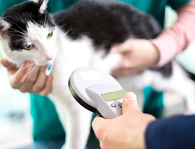 Black and white cat getting microchipped