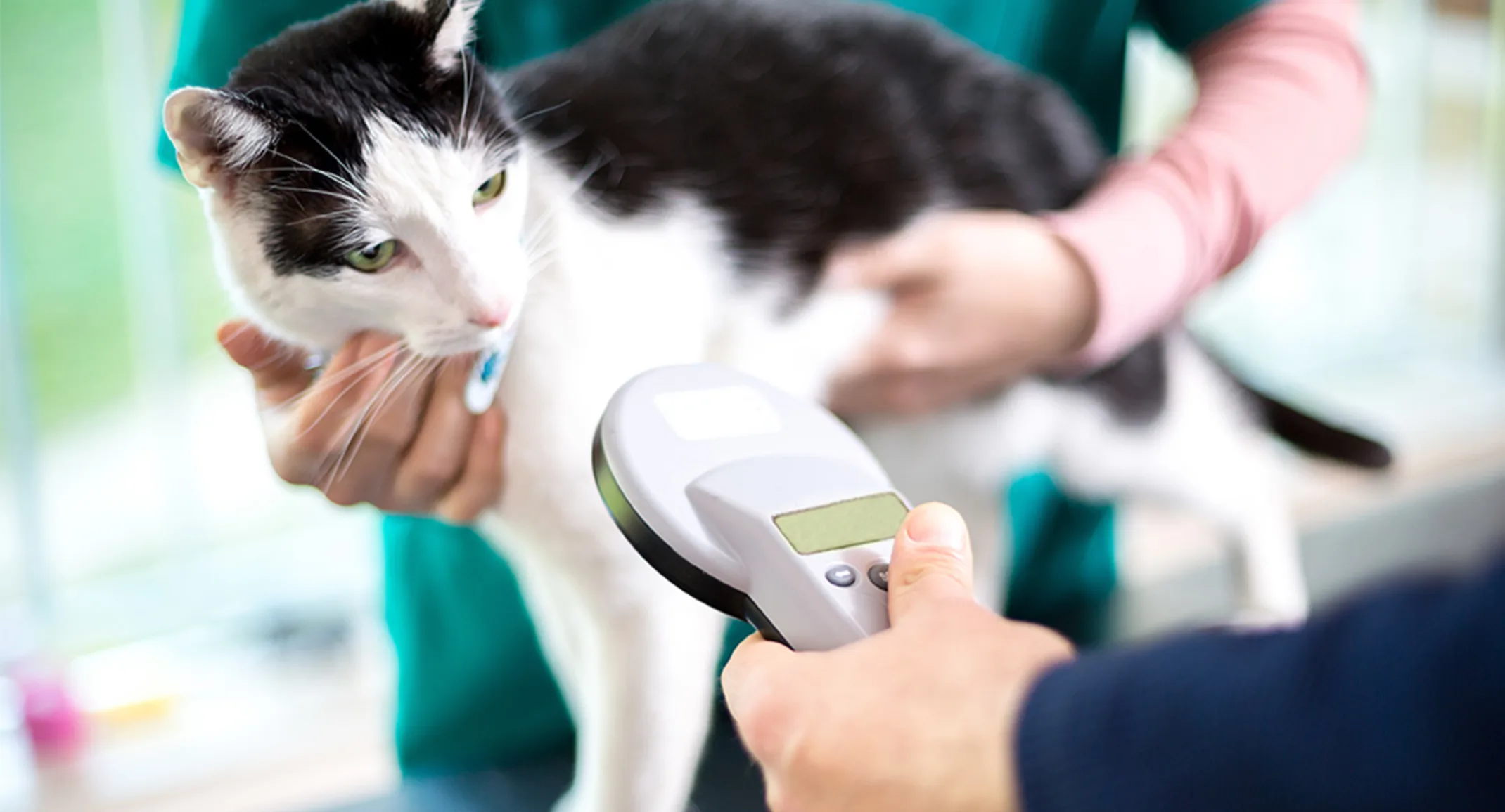 Black and white cat getting microchipped Black and white cat getting microchipped