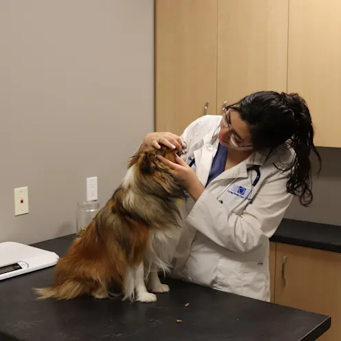 CCT Dog Exam CCT Dog Exam