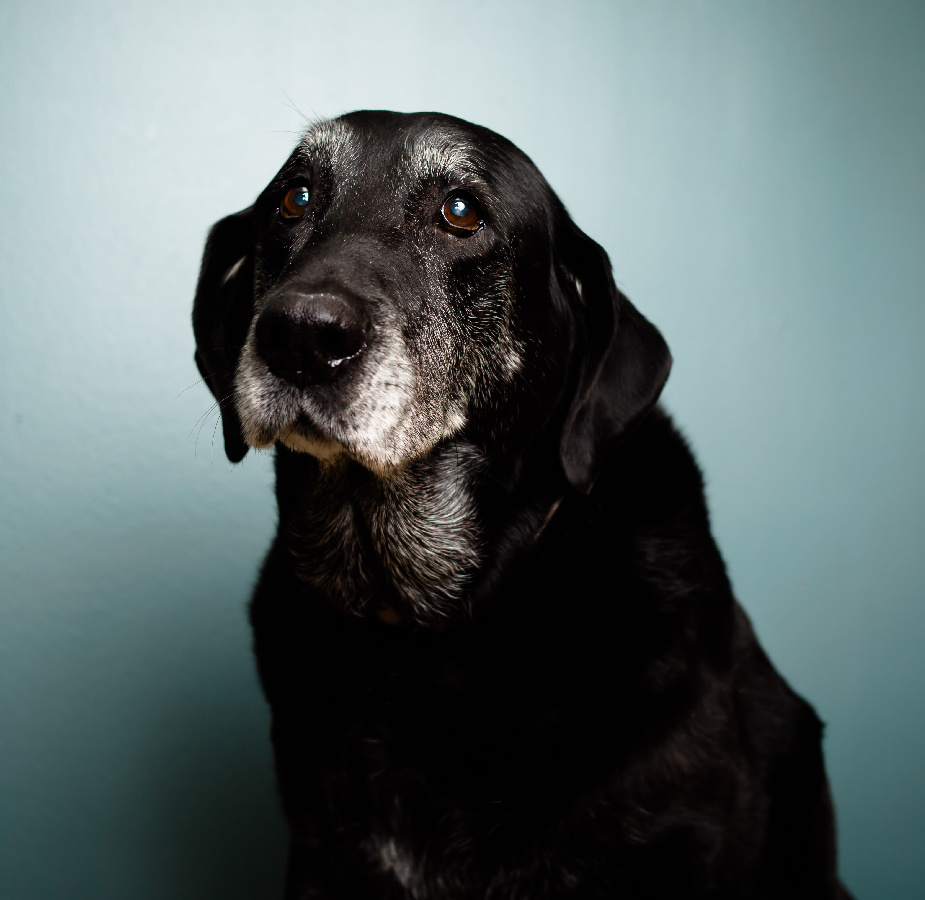 A photo of an older dog with grey hairs on its muzzle