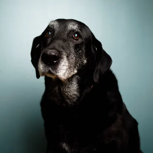 A photo of an older dog with grey hairs on its muzzle