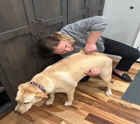 chiropractic therapy being performed on pet chiropractic therapy being performed on pet
