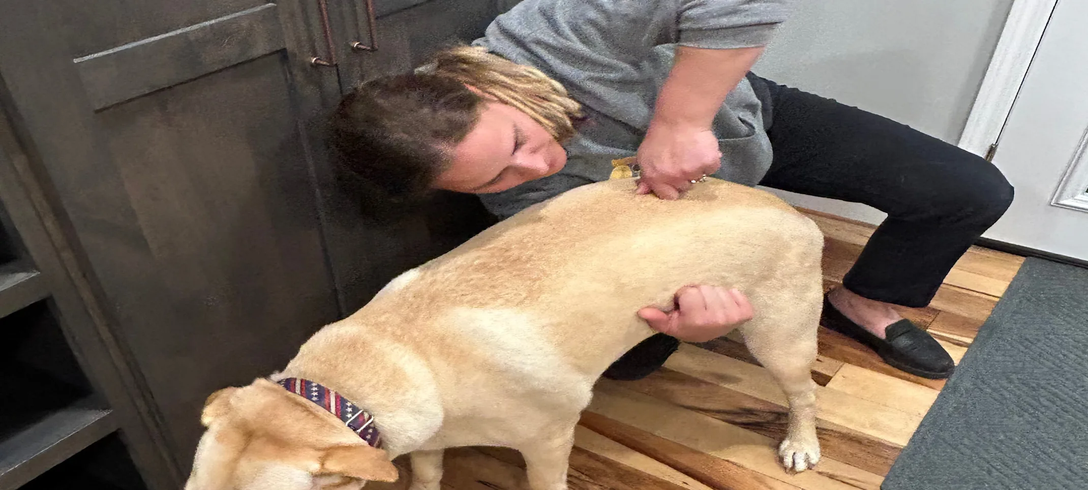 chiropractic therapy being performed on pet chiropractic therapy being performed on pet