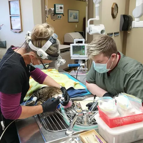 Veterinarians with cat at Three Islands Veterinary Services