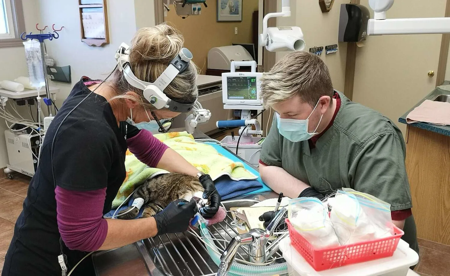 Veterinarians with cat at Three Islands Veterinary Services Veterinarians with cat at Three Islands Veterinary Services