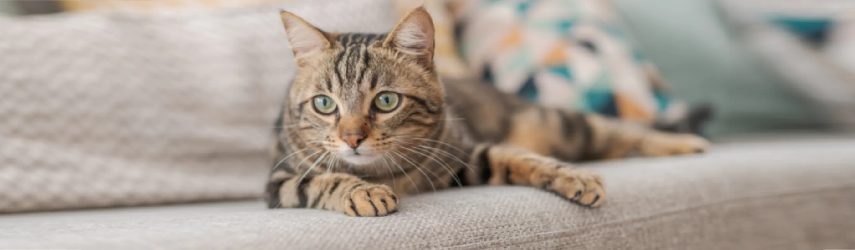 Brown Cat Lying on the Sofa