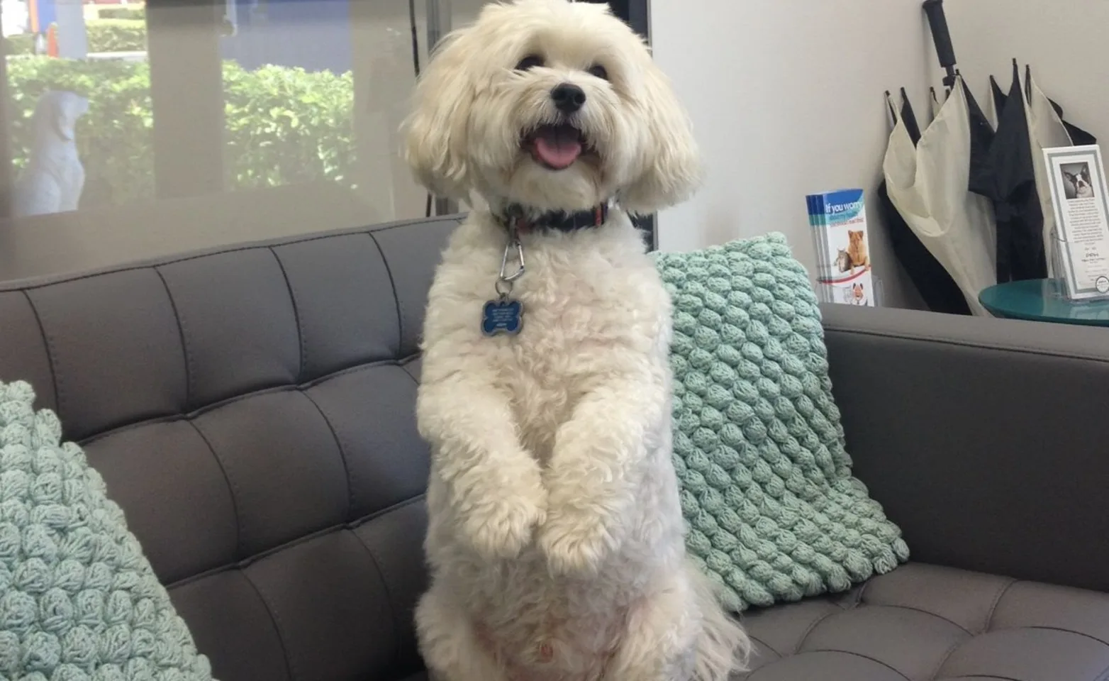 white furry dog standing on a brown couch