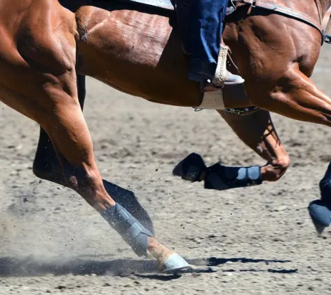 Athletic horse running on dirt track