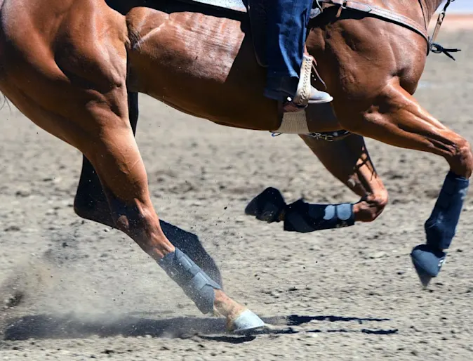 Athletic horse running on dirt track