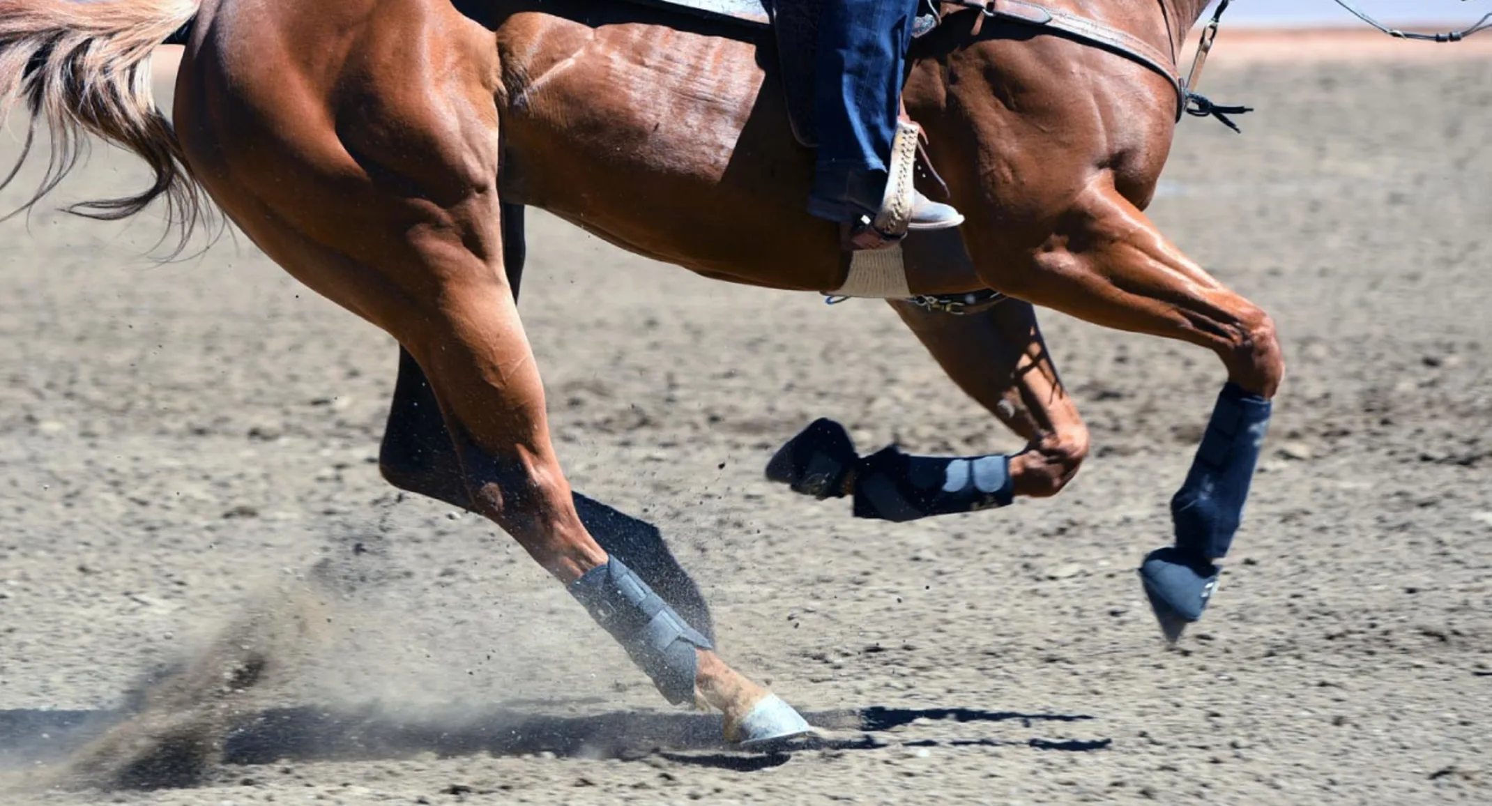 Athletic horse running on dirt track