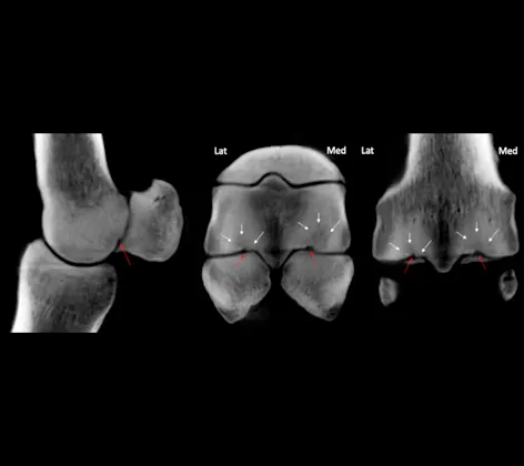 Image of horse hoof CT Scan Image of horse hoof CT Scan