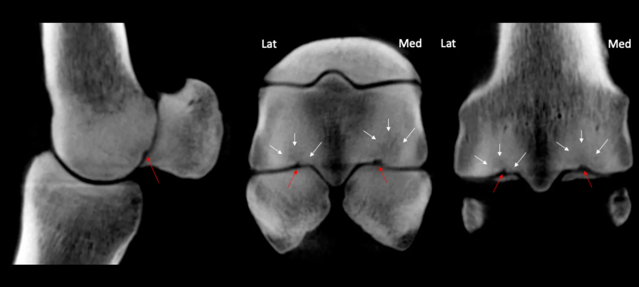 Image of horse hoof CT Scan Image of horse hoof CT Scan