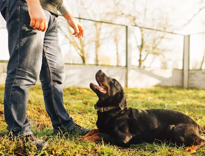 Dog laying on grass. Dog laying on grass.