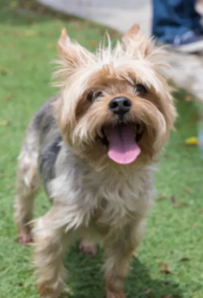 Dog with tongue out Dog with tongue out