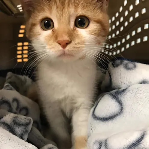 Kitten Baby Kitten Baby